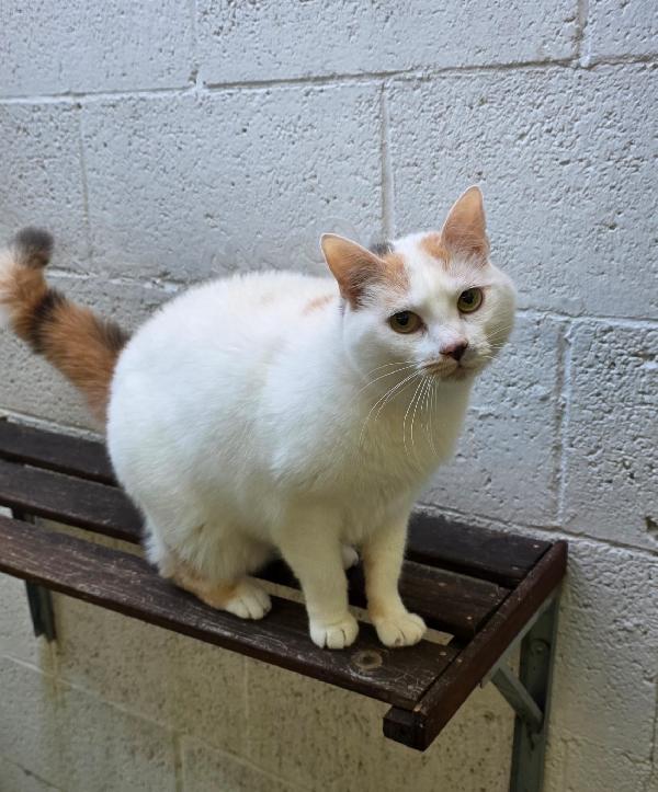 Polly Gattina Dolcissima